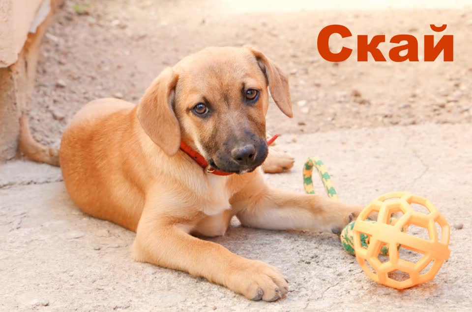 Рыжая красотка Скай