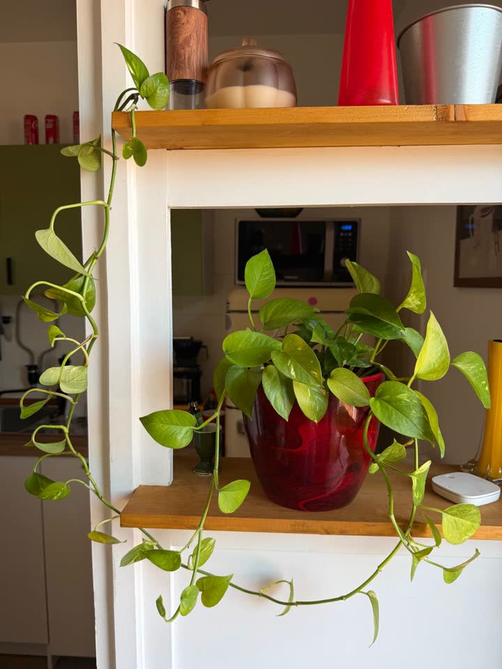 Poklanjam epipremnum