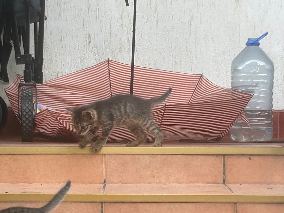 Котодети ищут дом