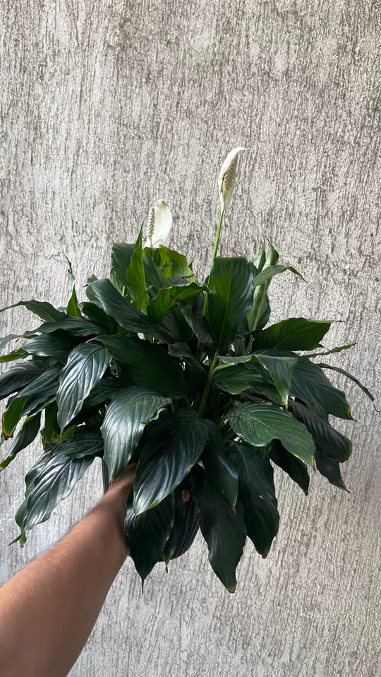 Продам спатифиллюм