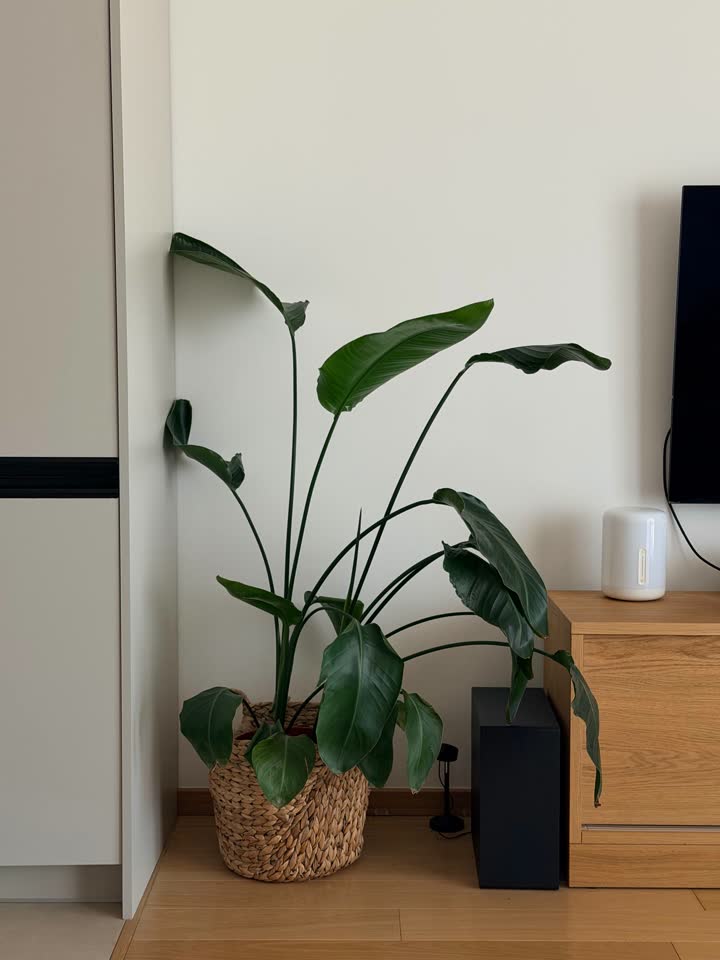 Strelicija 135 cm