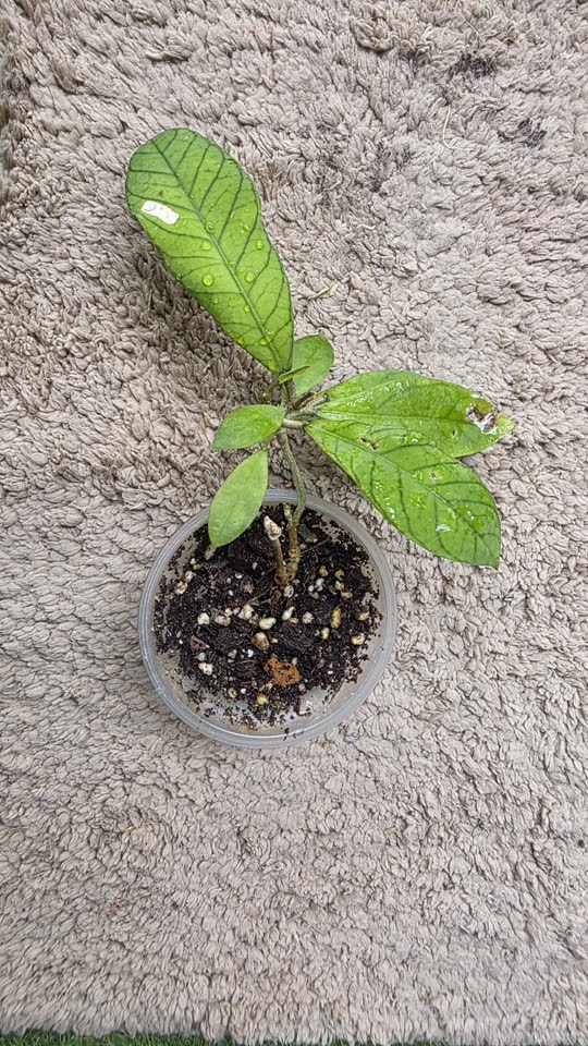 Hoya Sabah, ima velike baršunaste listove (na trećoj fotografiji majka/otac). Ima tačke rasta