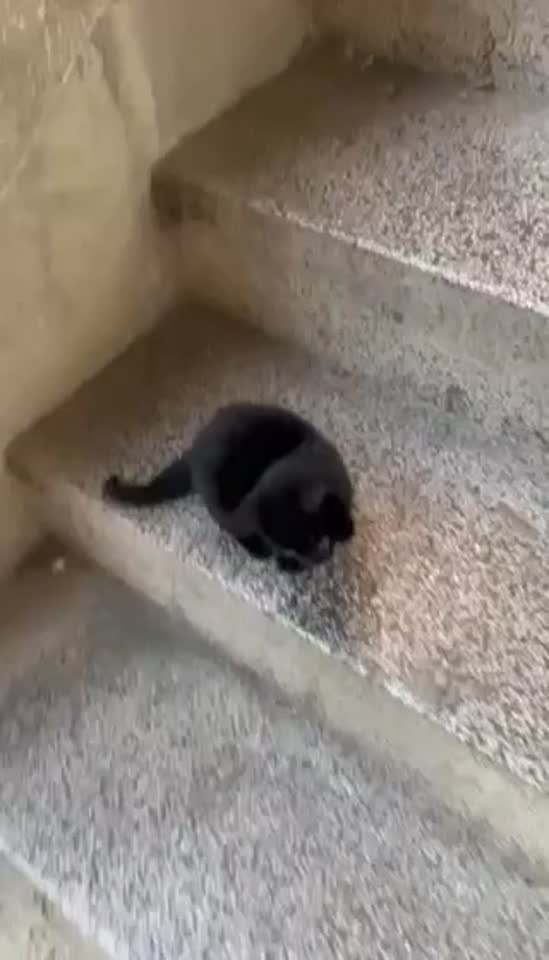 Маленький котёнок в Земуне ищет дом