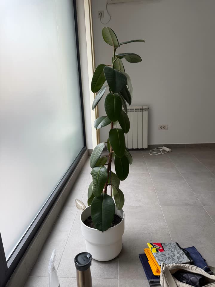 Fikus