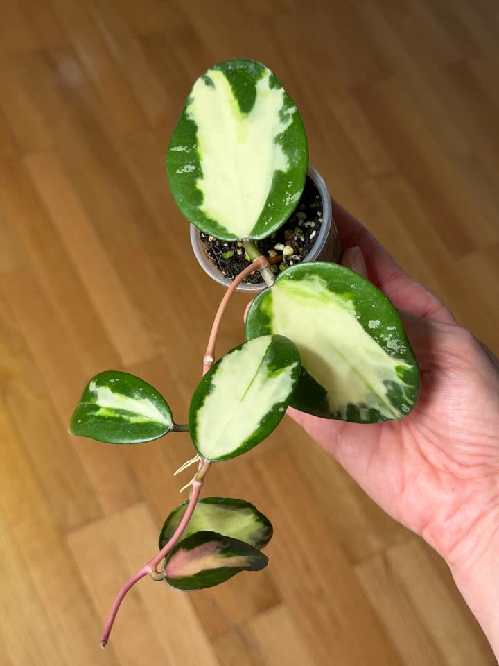 Hoya acuta var