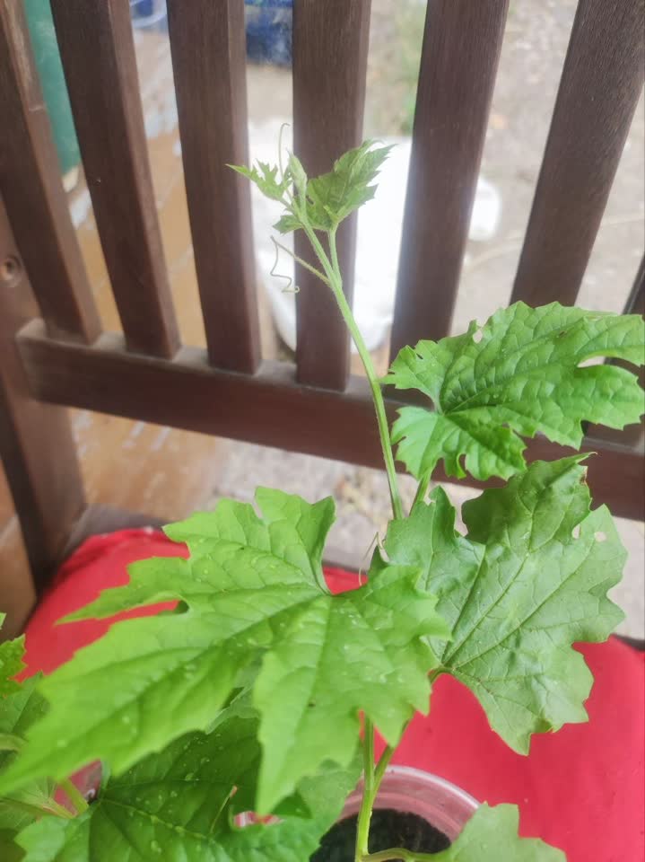Super korisne biljke za baštu i balkon