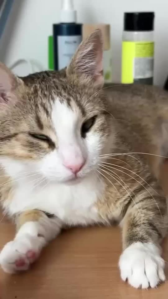 🐾 Fasoljka traži dom