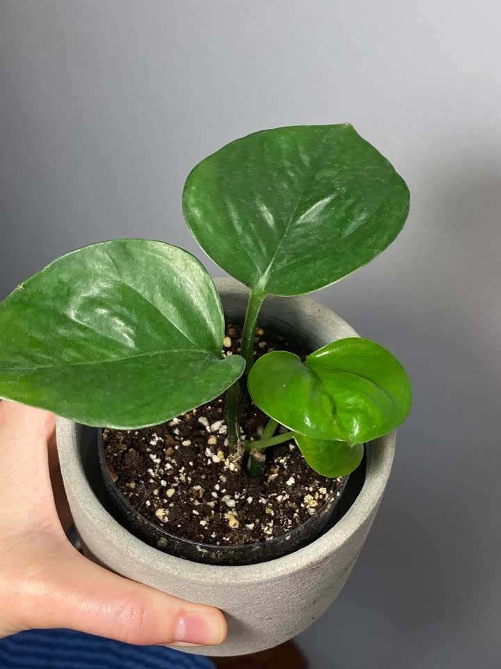 Epipremnum