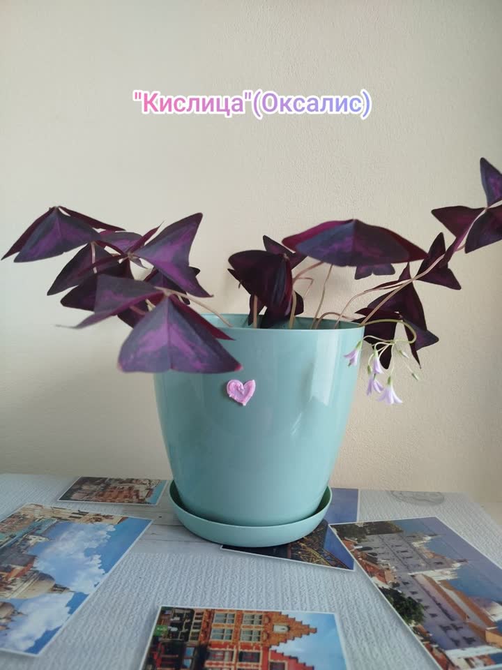 Kislica (Oksalis)
