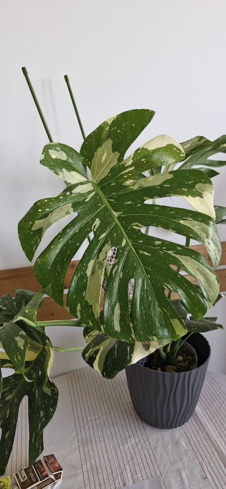 Monstera Thai Constellation