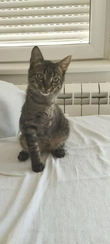 Котёнок-трипод ищет дом