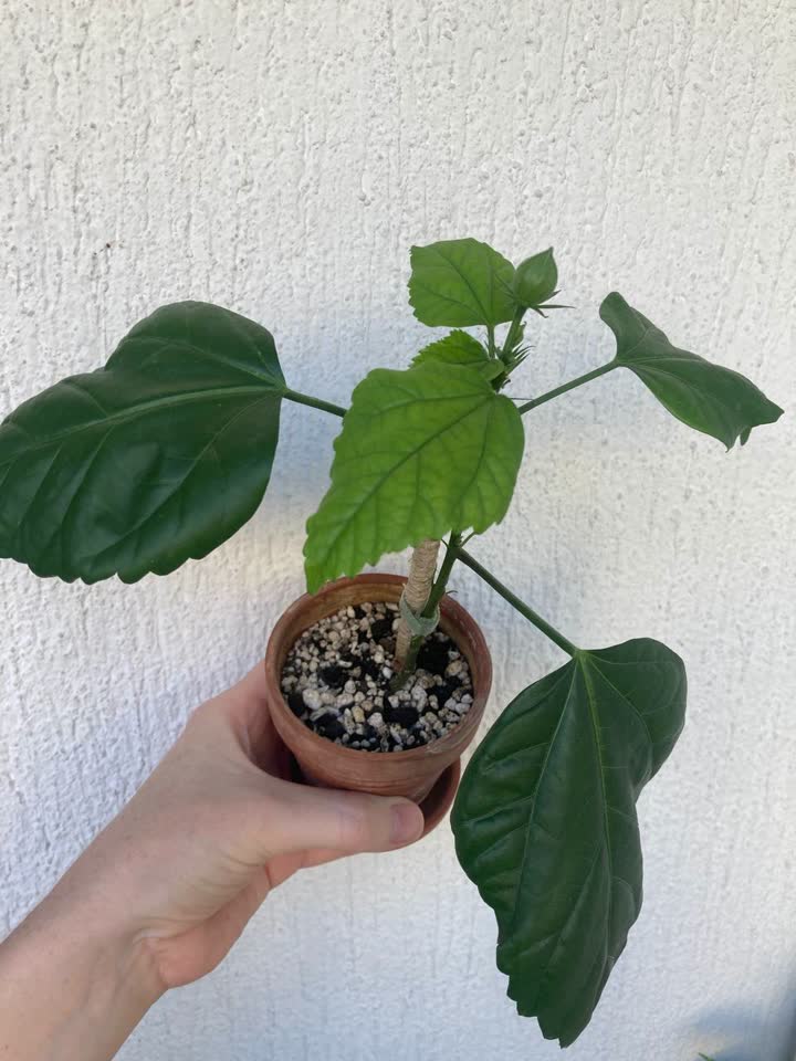 Ukorenjena mladica hibiskusa