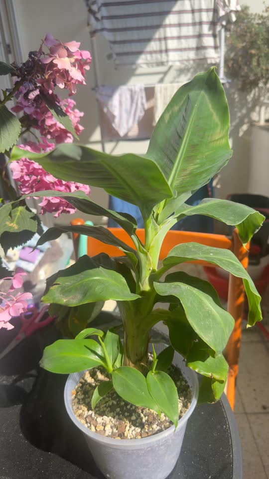 Banana