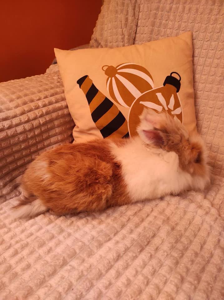 Is anyone looking for a small bunny? Found in Mirijevo. Does anyone wants to adopt him?