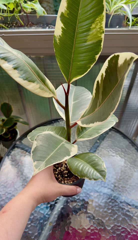 Prodajem Ficus Elastica Tineke