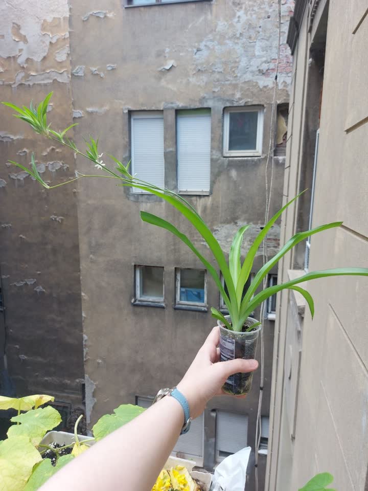 Zeleni hlorofitum, bujan i plodan