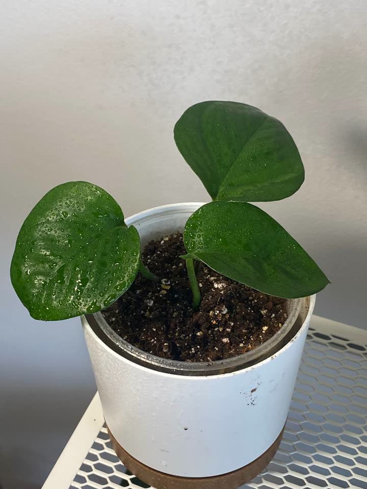Epipremnumi