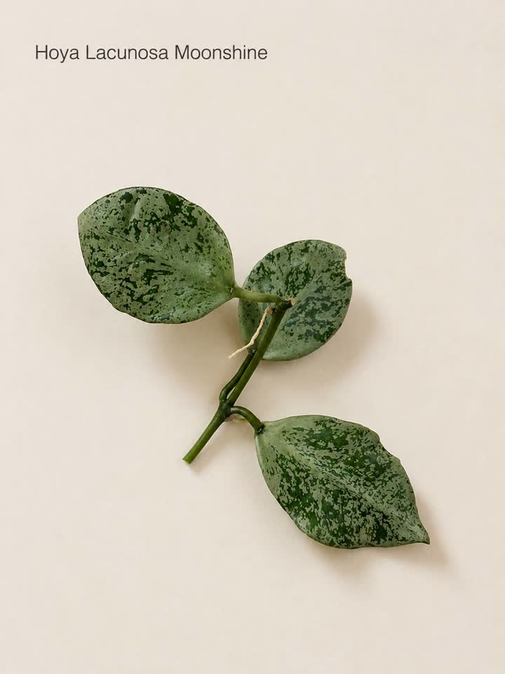 1. Lacunosa moonshine 800 2. Latifolia Sarawak 800 3. Densifolia (укорененная, куча новых ли