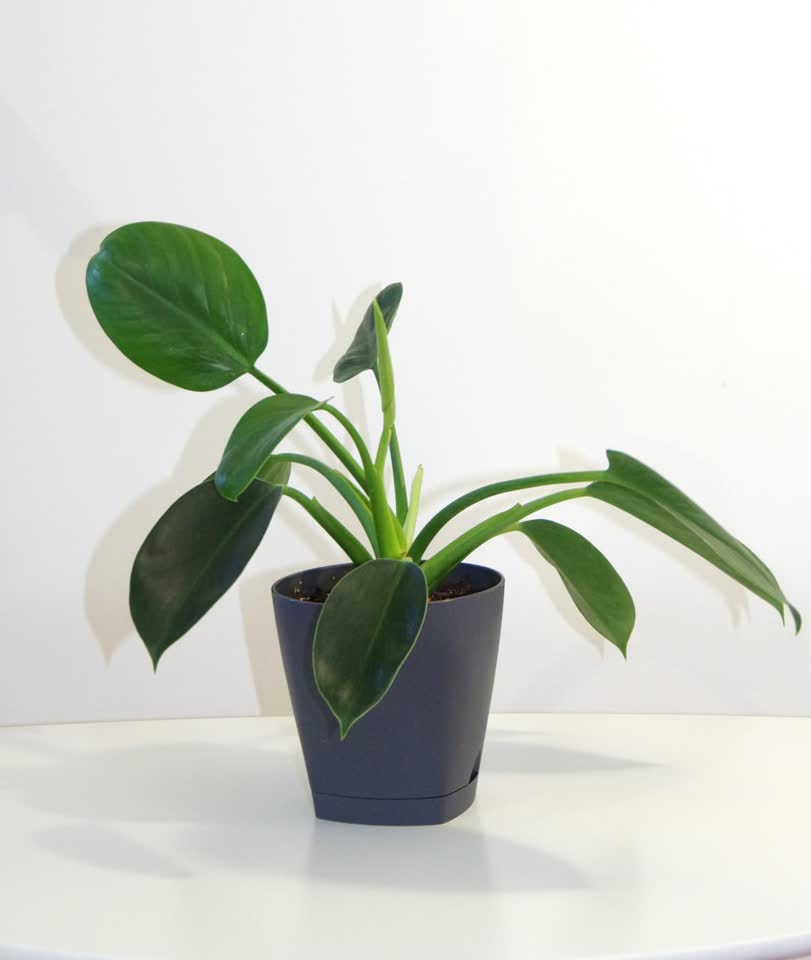 Filodendron Green Princess
