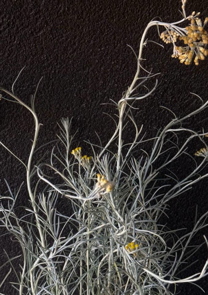 Продаю Smilje (Helichrysum italicum)