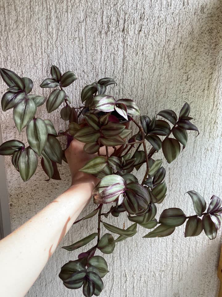 Традесканция Зебрина — 500 rsd