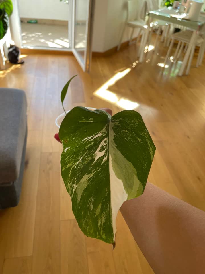 Monstera Alba