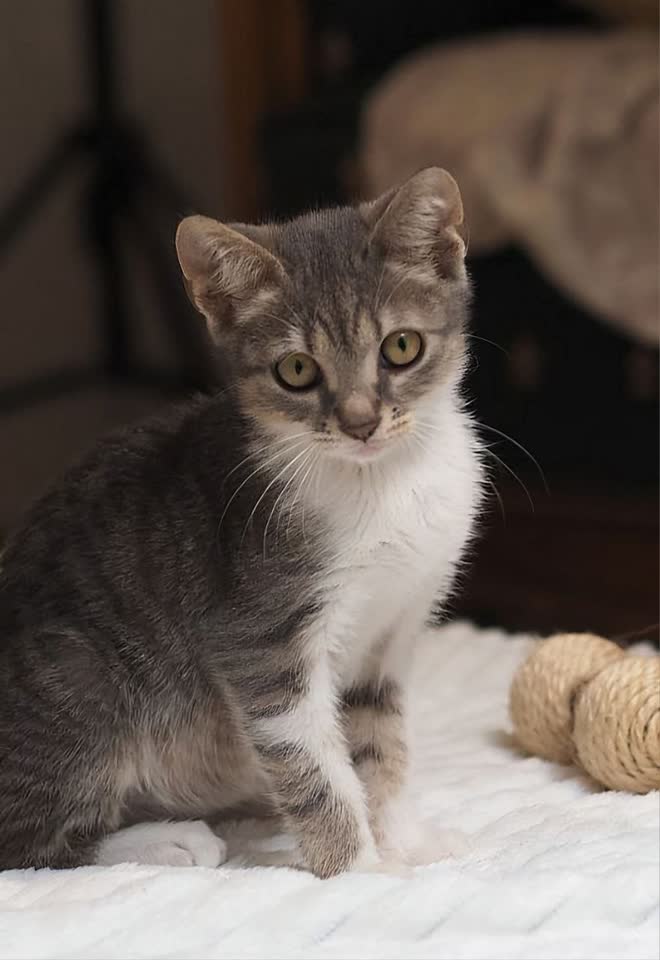 Котятинка ищет удомителей
