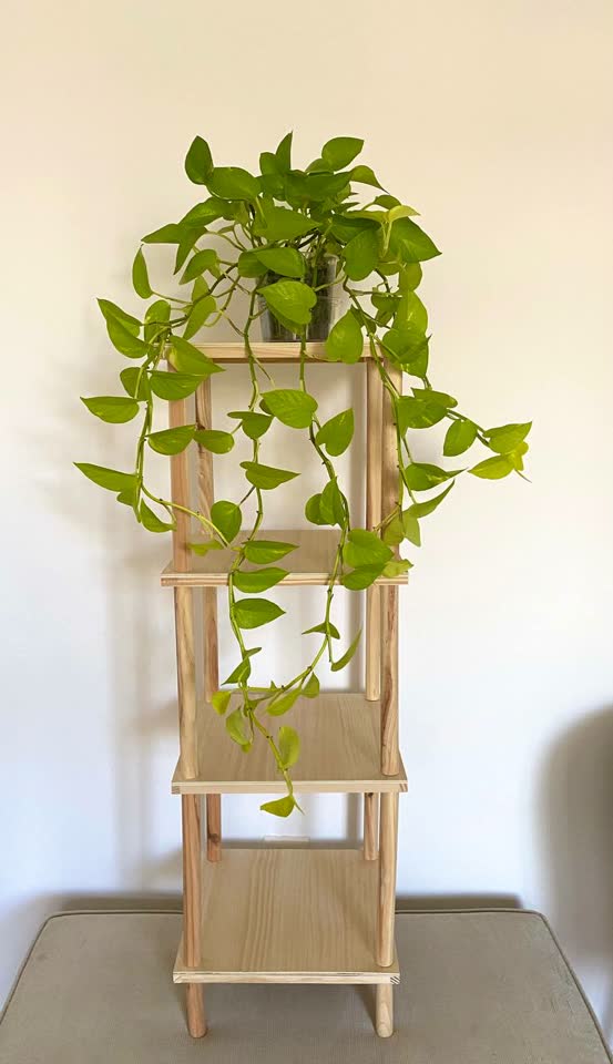 Epipremnum neon