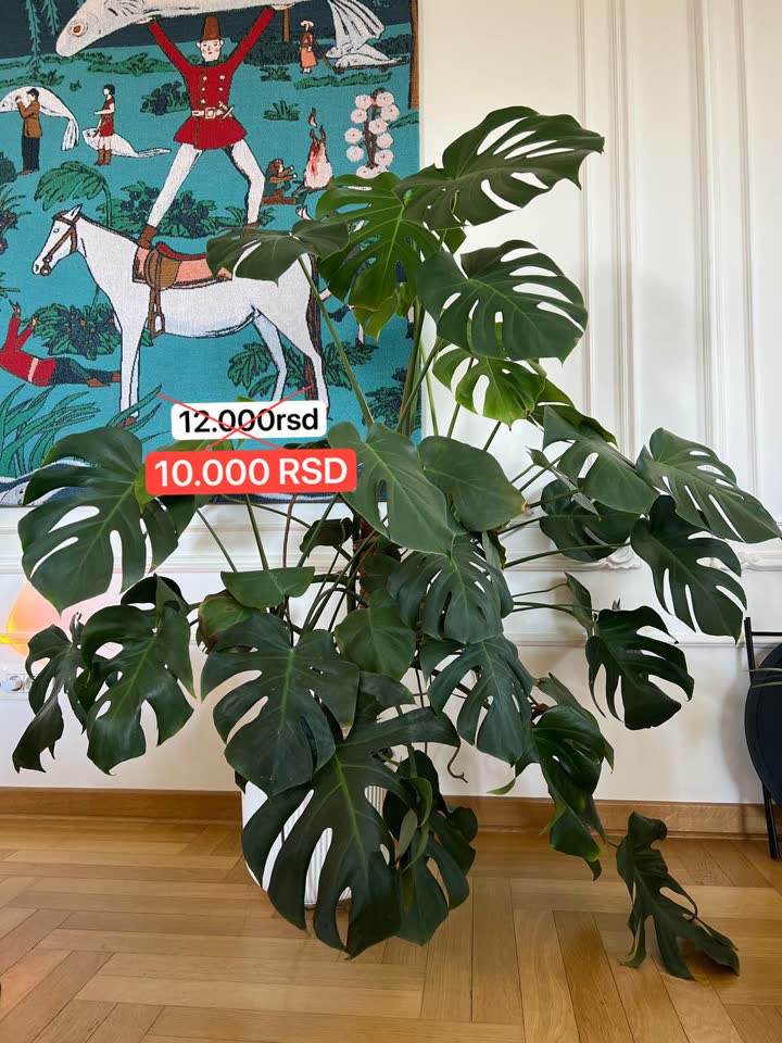 Monstera 140 cm sa saksijom