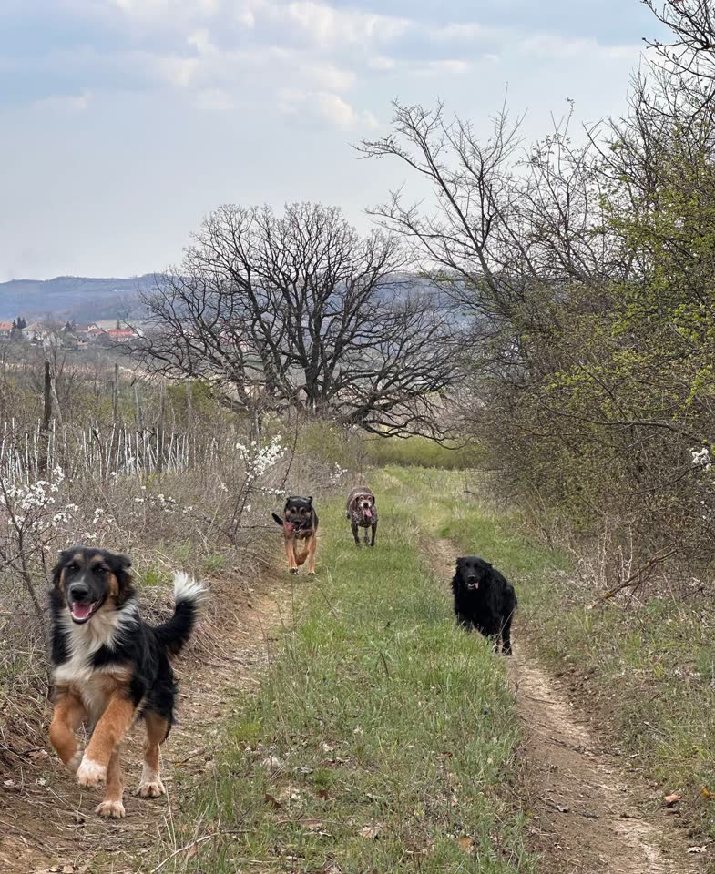 Traži se dom ili odgovorni ljudi za četiri seoska psa