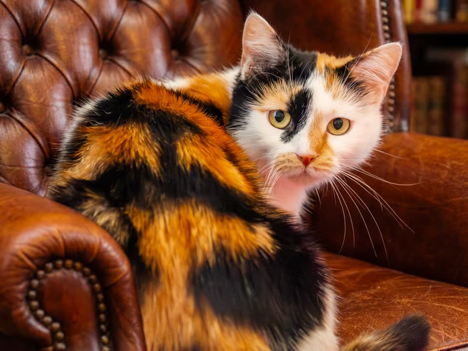 Кошка Балтика ищет дом