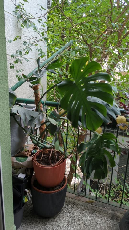 Monstera sa korenom i listovima