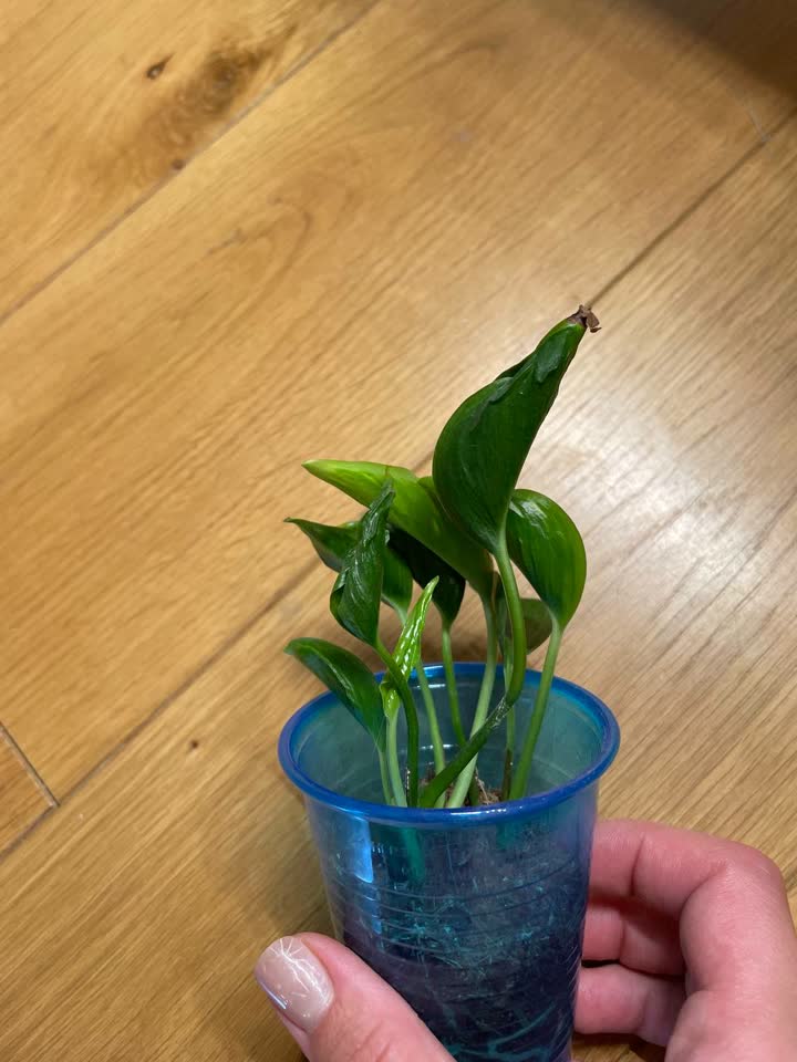 Epipremnum Godzilla
