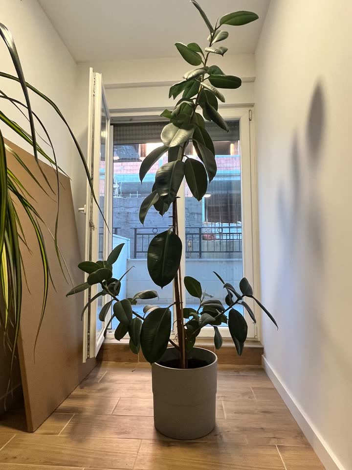 Fikus 2 metra, Dracena 60-70 cm