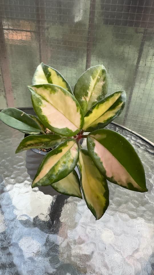 Hoya Krimson Princess