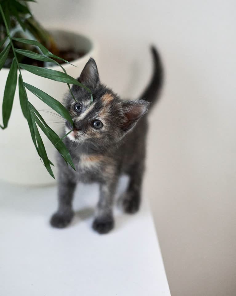 Котёнок девочка ищет дом
