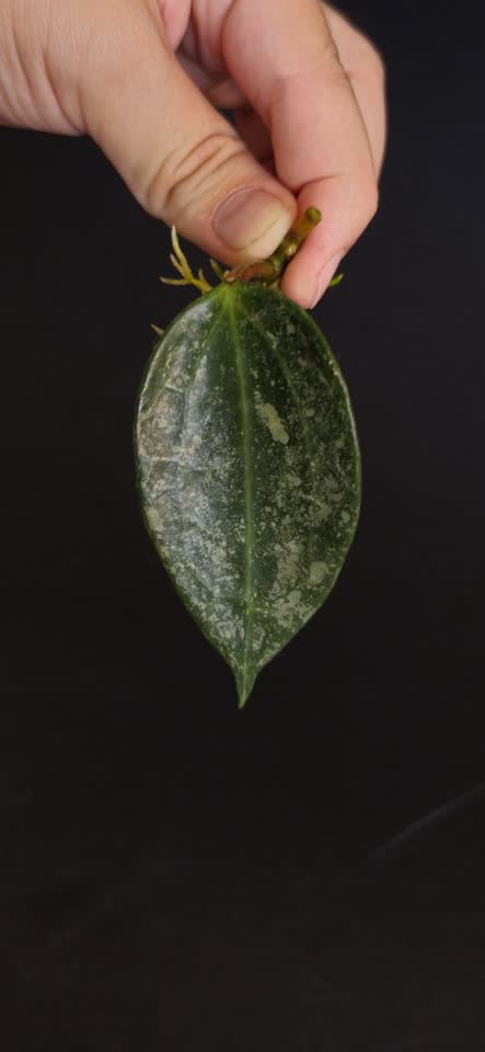Hoya biljke na prodaju