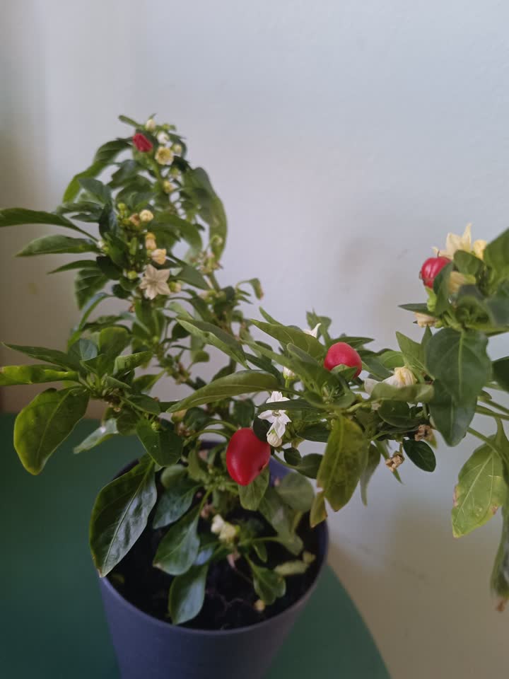 Kućna ljuta paprika