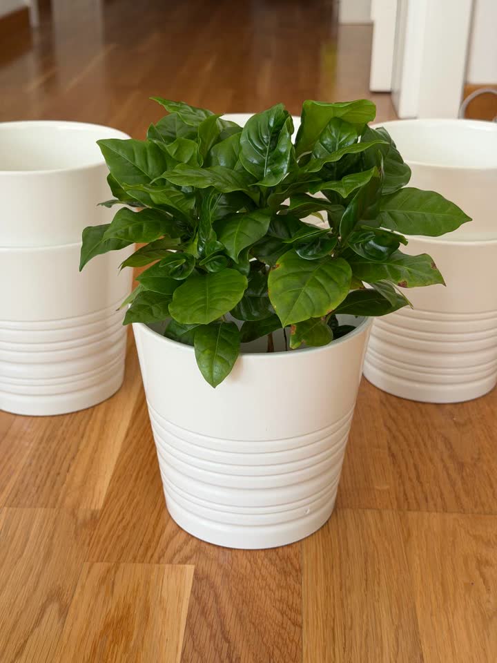 Keramičke saksije IKEA MUSKOT