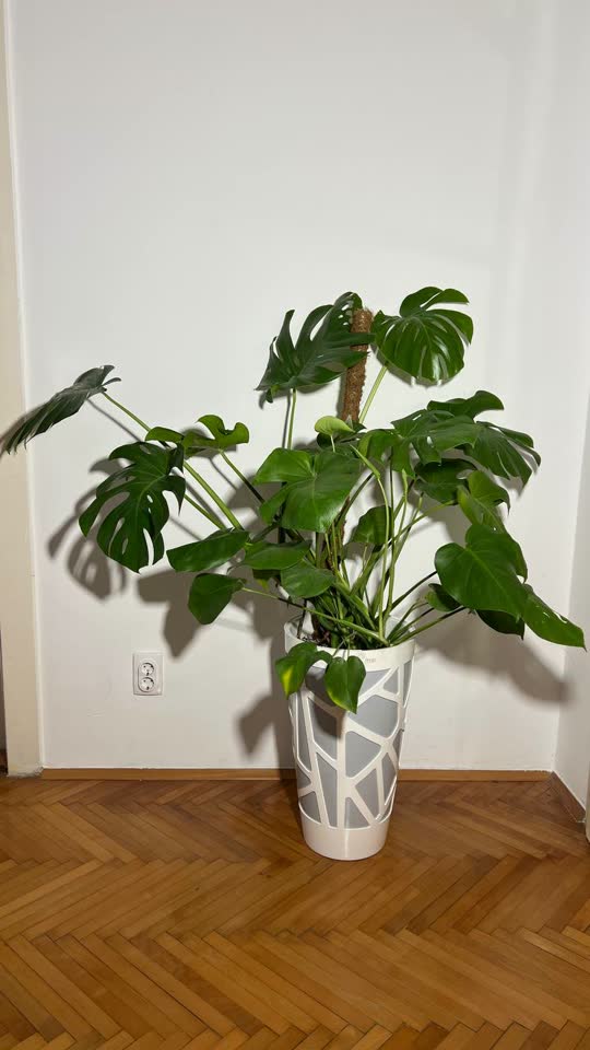 Monstera u saksiji