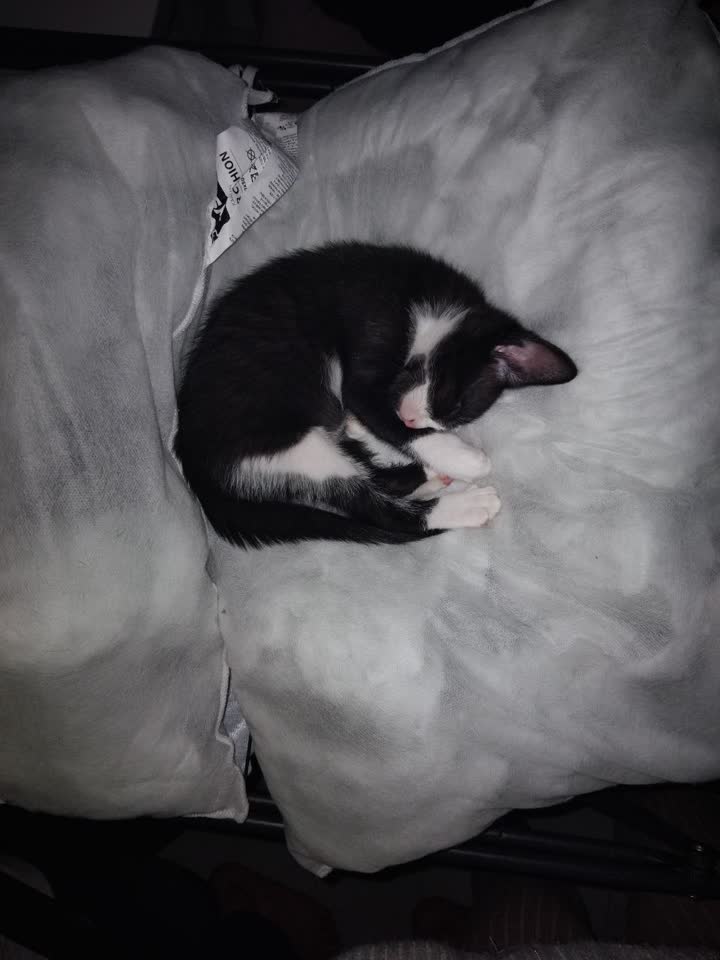 Poklanjamo mače u dobre ruke