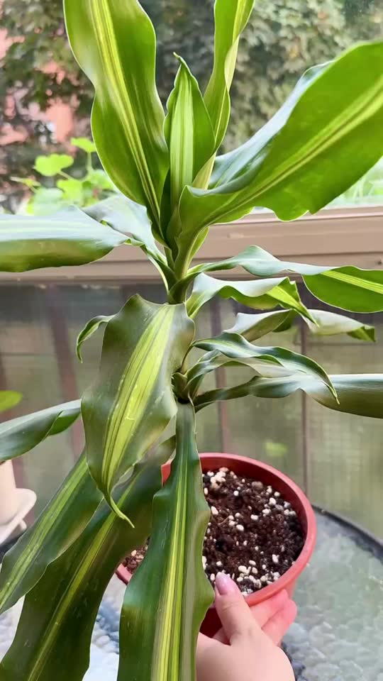 Prodajem 2 dracene