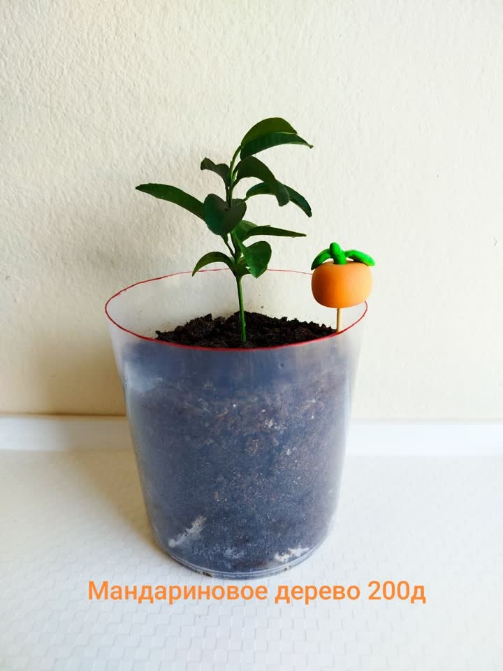 Drvo mandarine 200, 350, 500d