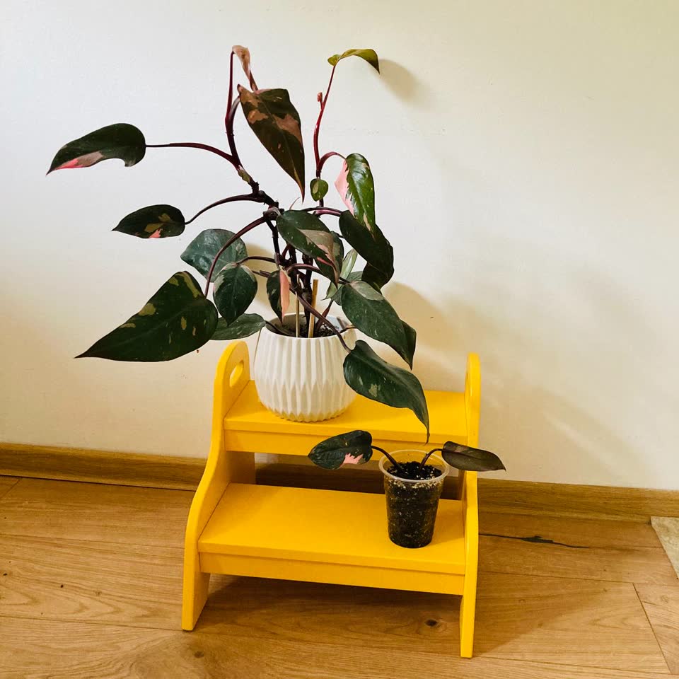 Philodendron Pink Princess