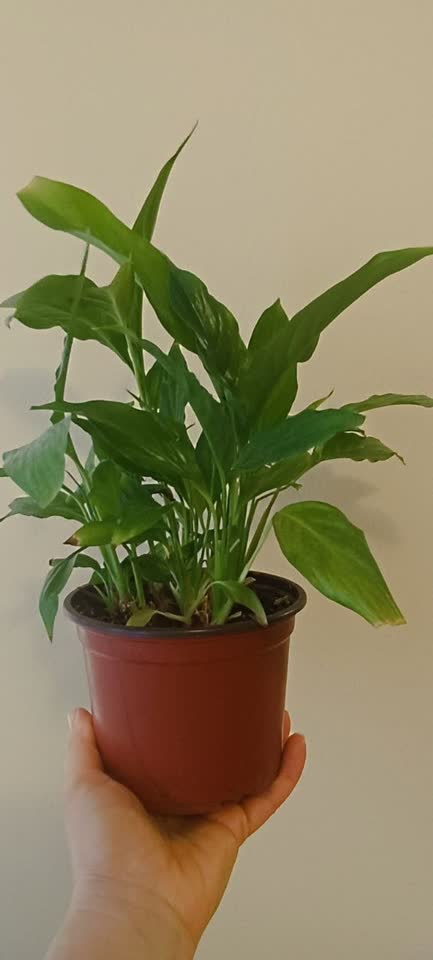 Spathiphyllum, Monstera, Hlorofitum