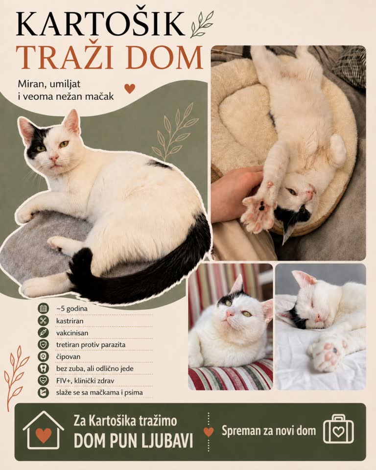 Tražimo dom za mačka Kartošika