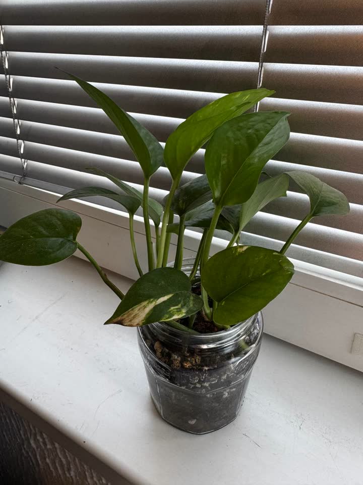 Epipremnum Happy Leaf