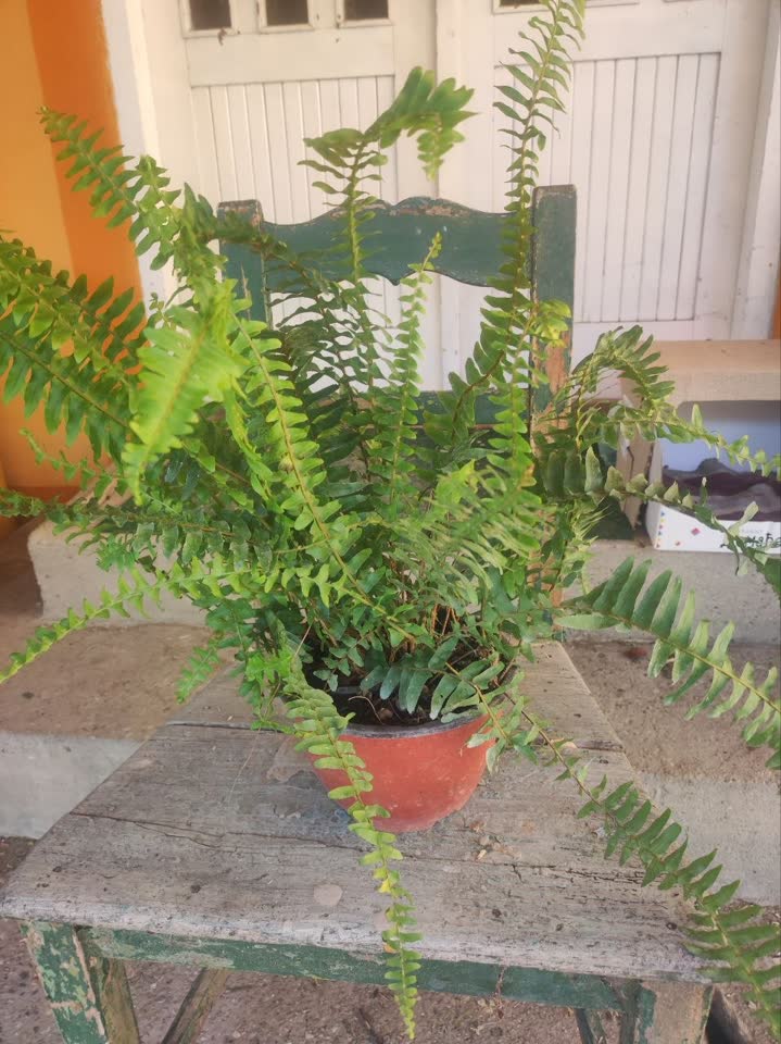 Paprati