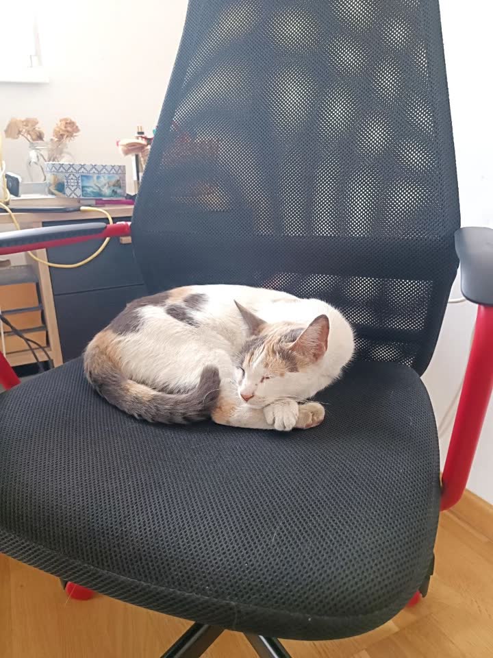 Tražimo privremeni smeštaj ili nove ruke za mačku u Beogradu/Srbiji