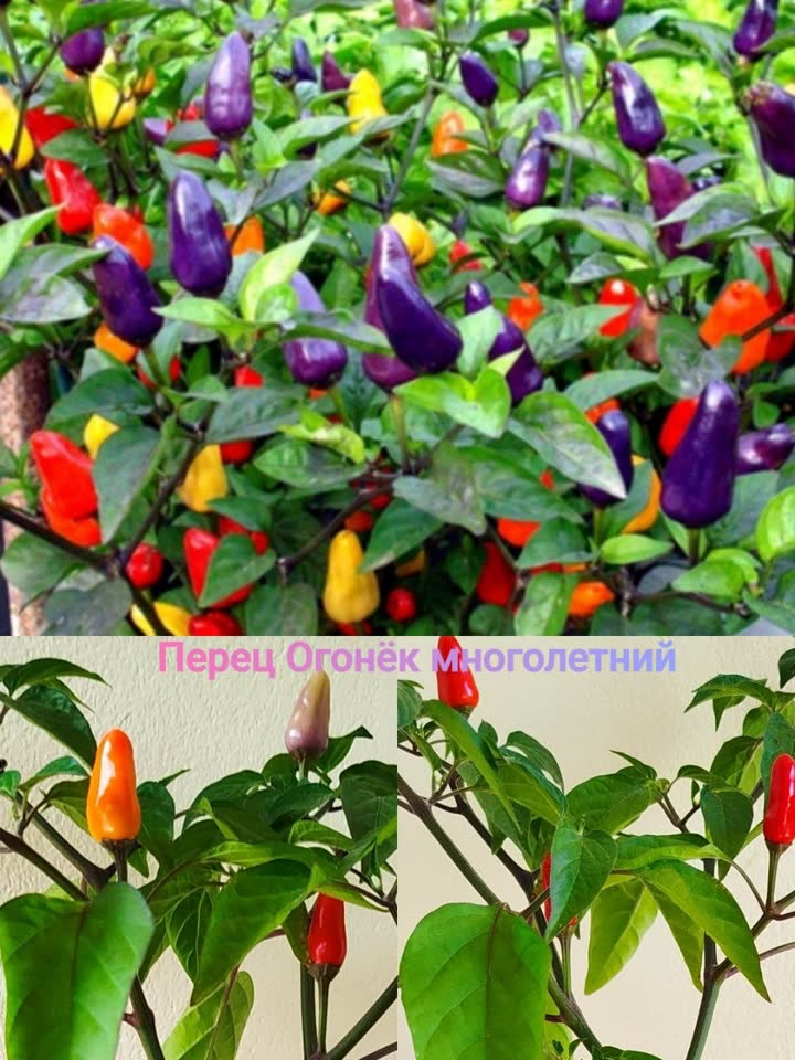 Rasprodaja paprika Ogonjok i Benjaminove fikus